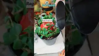 Easy to make jade topiyari from cuttings only #jadetopiary #shorts #topiyariideas #trending #jade