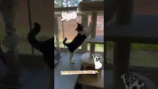 Does your kitty prefer vertical scratcher or horizontal scratcher or both? 🧐 #shorts #cat #catowner