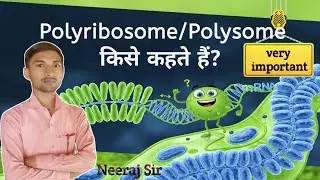 #Polyribosome/#Polysome|#Ribosome Polyribosome /Polysome kise kahate hain?