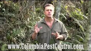 Carpenter Ant Extermination is Critical to Protect your Home