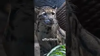 Wildtopia: Leopard