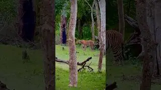 Tiger and Cubs ,Tiger and cubs communicating through low pitched roar #tigertuesday