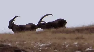 OMG - buttlicking ibex