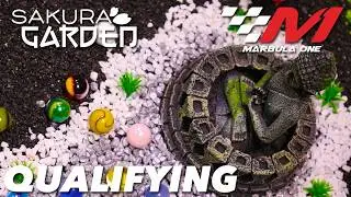 Marbula One S6 GP1 | Квалификация &laquo;Сад Сакуры&raquo; 🌸