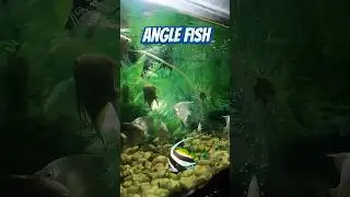 Bahut sari angle fish dikhe #vlog #trending #shorts #viral #fish #share #fishing #shortsfeed #like