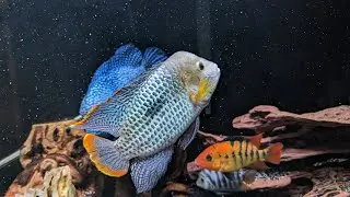 Seachem Cichlids Flakes Feeding Series Week 3 (4/30/23)