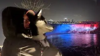 Huskies See Christmas at Niagara Falls at Night in Canada