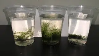 Adopting Wild Cleaning Crew for Aquarium
