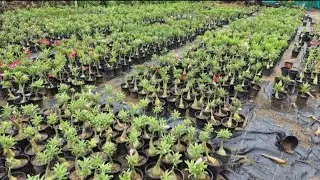 Grafted Adenium Plants | Online Sale | Adenium Combo | Low Price Desert Rose 