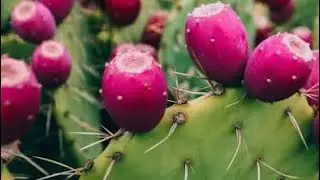 Making Prickly pear Juice 