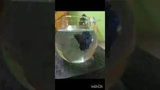Relaxing For music#Fish#Lovers