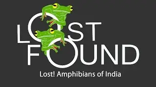 Five frog species rediscovered in India   India News   IBNLive