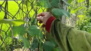 Sáng hôm nay hái ba lội đậu quá đả 