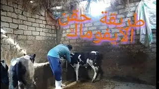الايفوماك وعجول التسمين كيفيه حقن العجل بالايفوماك