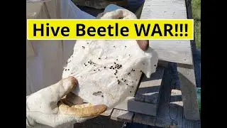 How to get rid of hive beetles.  Best way to eliminate the hive beetles.