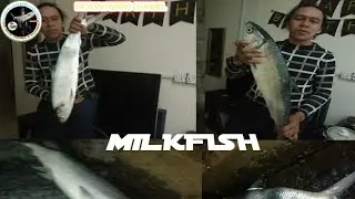 SECOND CATCH 4 KG MILKFISH 
