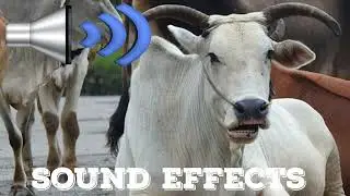 COW  sound  Effects