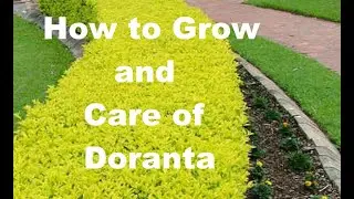 Best Hedge Plant II How to Grow and Care of Doranta I Gardening Fun