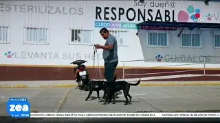 Agencia de Atenci&oacute;n Animal enfrenta acusaciones de irregularidades en manejo de perritos rescatados