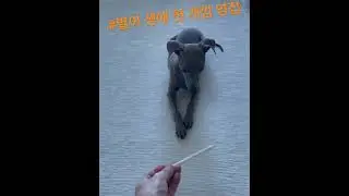 엎드려가 귀찮은 #천재견 3개월 아이쥐..!