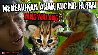 MENEMUKAN ANAK KUCING HUTAN LUCU YANG MALANG/ PREDATOR BERMUKA LUCU DAN ULAR MACAN JUMBO/MACAN AKAR
