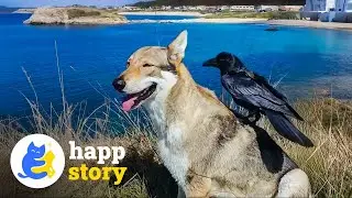 This Dog and Bird Do EVERYTHING Together! | HAPP