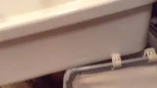 Rat vs egg
