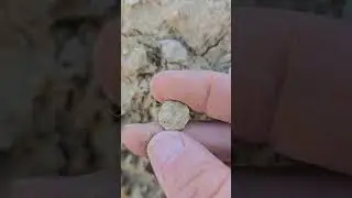 updated posted on new video Brachiopod from the Devonian Period (before dinosaurs)
