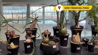 Succulent Shop - Gurney Paragon Mall Penang