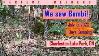 Is it Bambi Hiding Behind A Tree Along Beech Woods Trail, Charleston Lake Park?