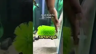 fai QUESTO con la tua tartaruga!!🤯😭