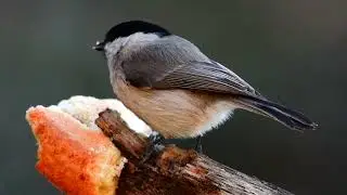 Bird video ; tit birds videos