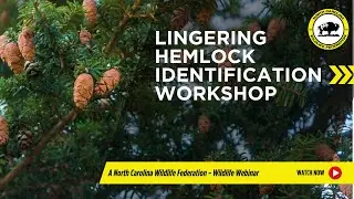 Lingering Hemlock Identification Workshop