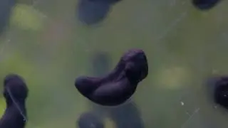 Close up time-lapse of frogspawn from a common frog developing, emerging and feeding, UK