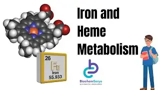 Iron and Heme Metabolism Full Lecture Video