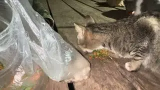 Feed my stray pagoda animals in the evening 