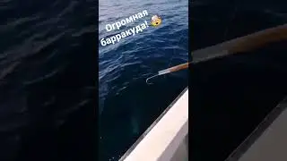 Огромная барракуда! Местный рекорд! 140-145 см. #fish #fishing   #trolling_fish