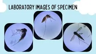 VET PARA 1 | Mosquitoes (Family: Culicidae)  | (G5, '25)