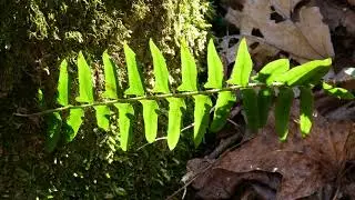 Oak Mountain State Park, Dec 2015. Slideshow.