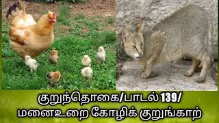 குறுந்தொகை/ பாடல் 139 விளக்கம்/மனை உறை கோழிக் குறுங்காற்/Kurunthogai in tamil@தமிழ்கணேஷ்