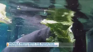 NBC4's Monica Day meets the manatees at the Columbus Zoo