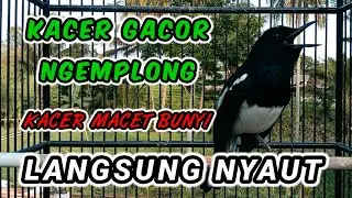 Pancingan Kacer gacor ngemplong - Kacer macet bunyi langsung nyaut
