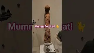 Мумифицированный кот!