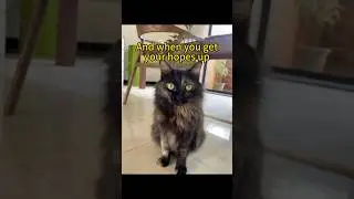 Belly Roll Trap (Human got Played)