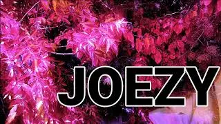 JOEZY - CONGENITAL DAFTNESS