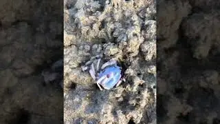 Blue Soldier Crab Scurries Along Beach || ViralHog
