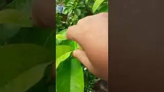 To make guava plant bushy you need to cut the top of plant to encourage more side branching.