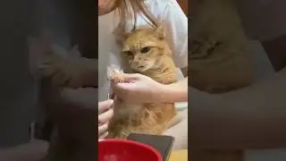 Mundo felino 😍