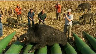 Texas Corn Fields Ravaged Overnight #WildBoar #hunting  Gets Shockingly Intense