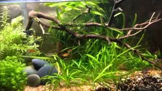 Wednesday Plant Special: Dwarf Sag
